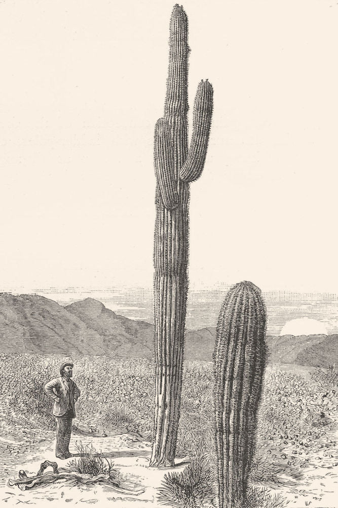 ARIZONA. Giant Cactus, Arizona 1891 old antique vintage print picture
